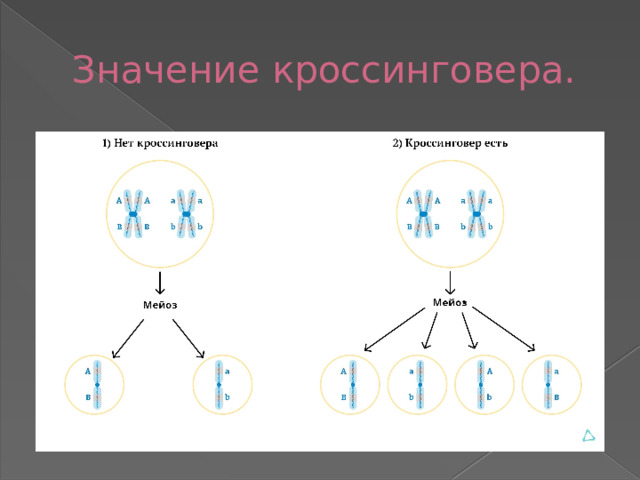 Значение кроссинговера.