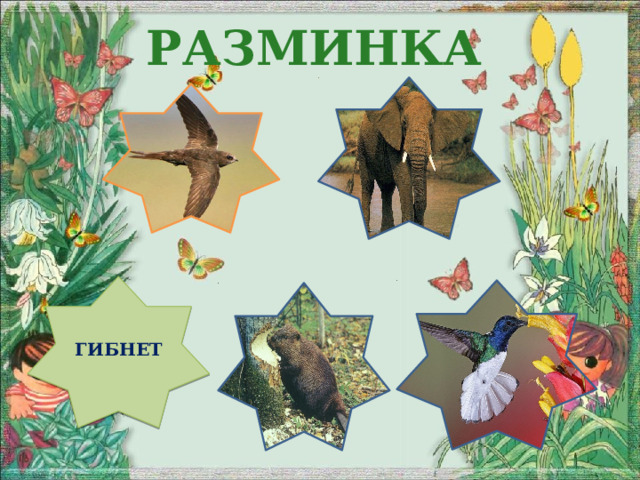 Разминка  ? ? ГИБНЕТ ? ? ?