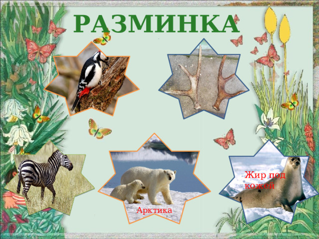 Разминка  ? ? Арктика  Жир под кожей ? ? ?