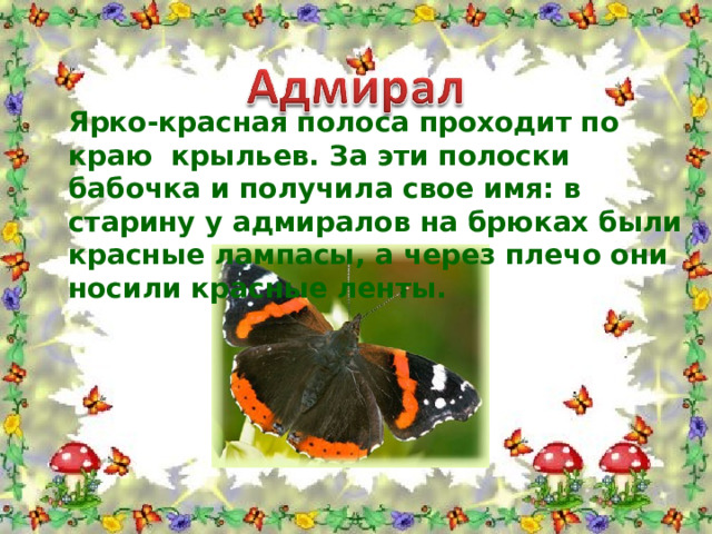 Ярко-красная полоса проходит по краю крыльев. За эти полоски бабочка и получила свое имя: в старину у адмиралов на брюках были красные лампасы, а через плечо они носили красные ленты.