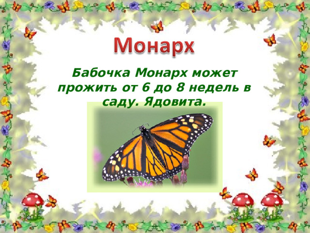 Бабочка Монарх может прожить от 6 до 8 недель в саду. Ядовита.