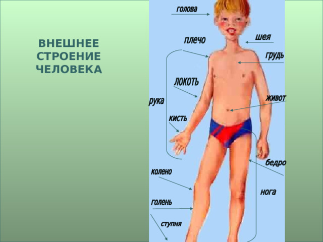 ВНЕШНЕЕ СТРОЕНИЕ ЧЕЛОВЕКА