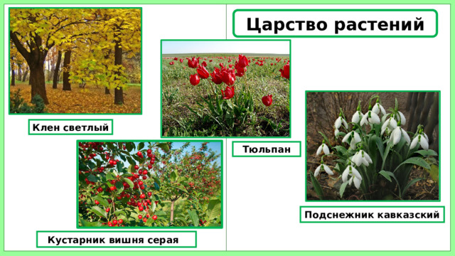 Царство растений Клен светлый Тюльпан Подснежник кавказский Кустарник вишня серая