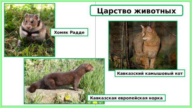 Царство животных Хомяк Радде  Кавказский камышовый кот Кавказская европейская норка