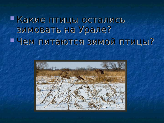 Какие птицы остались зимовать на Урале? Чем питаются зимой птицы?