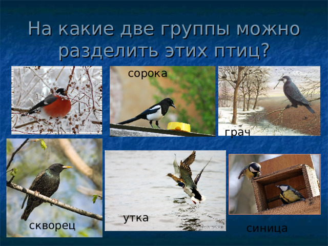 На какие две группы можно разделить этих птиц? сорока снегирь грач утка скворец синица