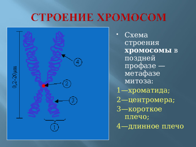 Схема строения хромосомы в поздней профазе — метафазе митоза:
