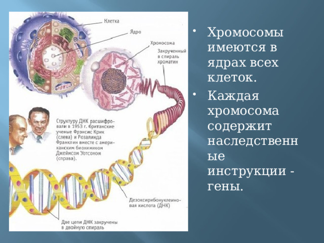 Хромосомы имеются в ядрах всех клеток. Каждая хромосома содержит наследственные инструкции - гены.