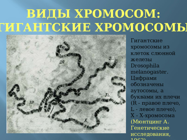 ВИДЫ ХРОМОСОМ:  ГИГАНТСКИЕ ХРОМОСОМЫ Гигантские хромосомы из клеток слюнной железы Drosophila melanogaster.  Цифрами обозначены аутосомы, а буквами их плечи (R - правое плечо, L - левое плечо), X - X-хромосома (Мюнтцинг А. Генетические исследования, 1963).