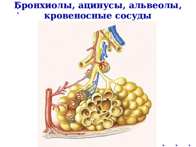 Бронхиолы, ацинусы, альвеолы, кровеносные сосуды