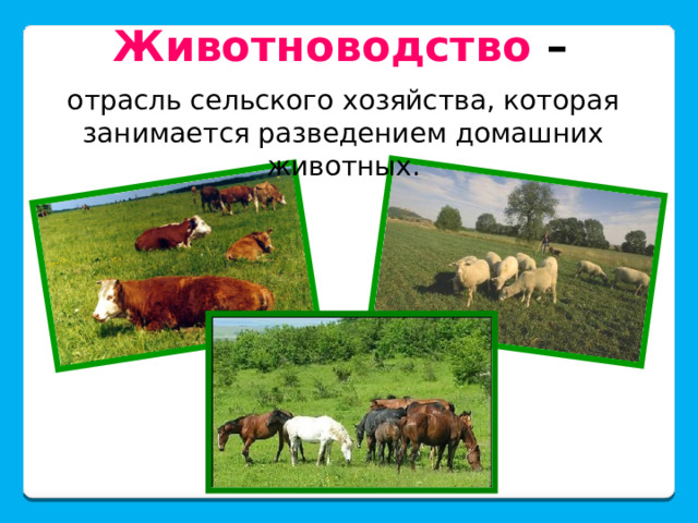 Животноводство –  отрасль сельского хозяйства, которая занимается разведением домашних животных.