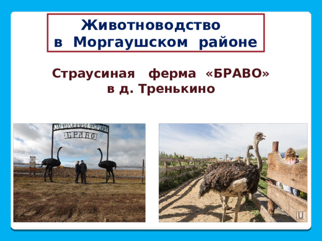 Животноводство в Моргаушском районе Страусиная ферма «БРАВО» в д. Тренькино