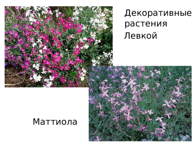 Левкой Декоративные растения Маттиола
