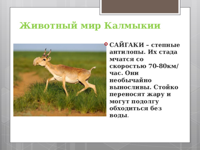 Животный мир Калмыкии