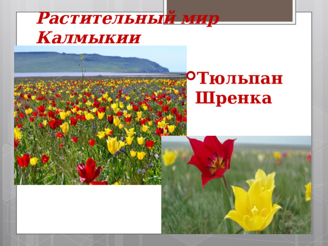Растительный мир Калмыкии