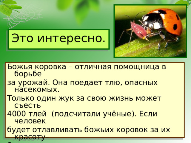 Это интересно. Божья коровка – отличная помощница в борьбе за урожай. Она поедает тлю, опасных насекомых. Только один жук за свою жизнь может съесть 4000 тлей (подсчитали учёные). Если человек будет отлавливать божьих коровок за их красоту– будет распространяться тля, опасные насекомые – уменьшатся урожаи, в садах и парках начнут гибнуть растения.