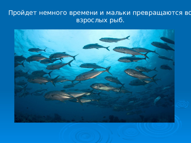 Пройдет немного времени и мальки превращаются во взрослых рыб.