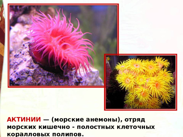 АКТИНИИ — (морские анемоны), отряд морских кишечно - полостных клеточных коралловых полипов.