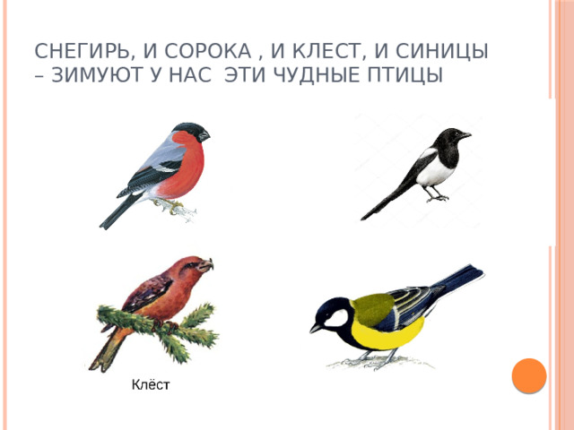 Снегирь, и сорока , и клест, и синицы – зимуют у нас эти чудные птицы