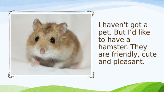 I haven't got a pet. But I’d like to have a hamster. They are friendly, cute and pleasant.   