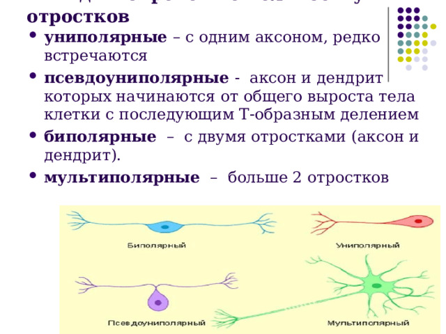 Виды нейронов по количеству отростков