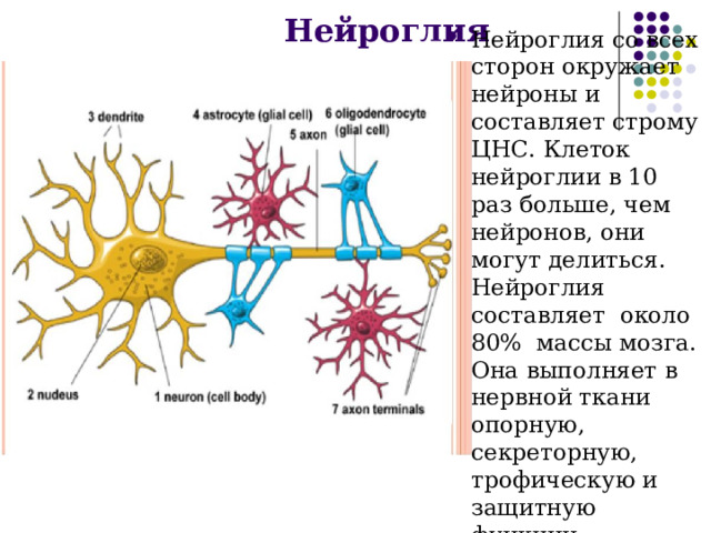 Нейроглия