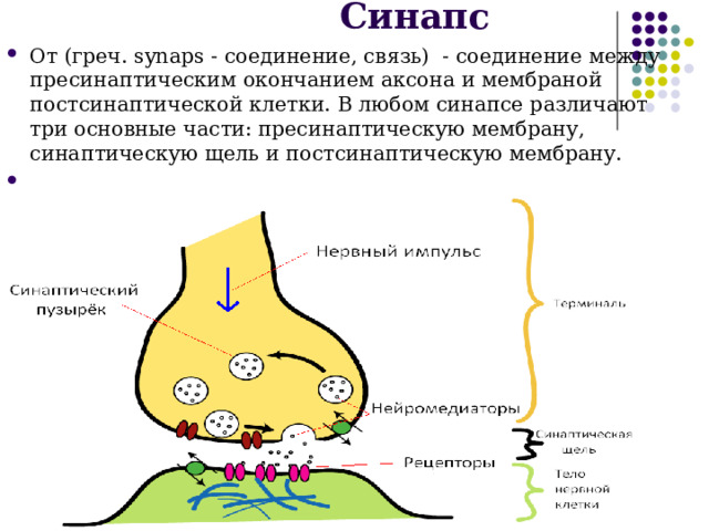 Синапс