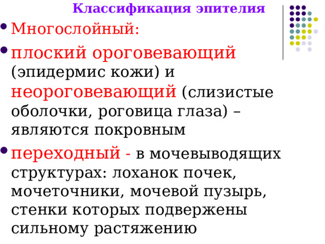 Классификация эпителия