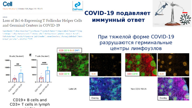 _  COVID-19 подавляет иммунный ответ  При тяжелой форме COVID-19 разрушаются герминальные центры лимфоузлов CD19+ B cells and CD3+ T cells in lymph nodes