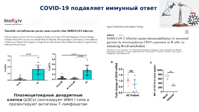 _  COVID-19 подавляет иммунный ответ Плазмоцитоидные дендритные клетки  (pDCs) синтезируют ИФН I типа и презентируют антигены Т-лимфоцитам