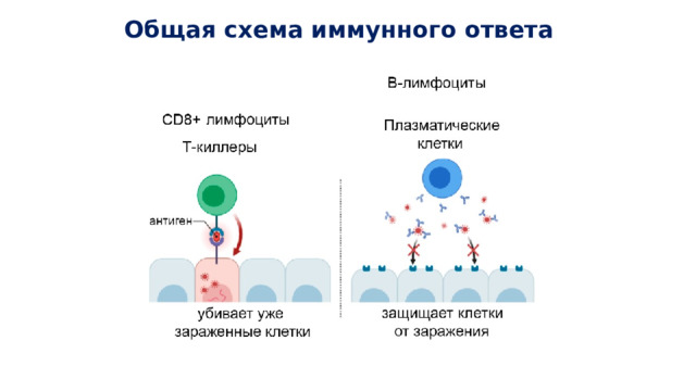 Общая схема иммунного ответа
