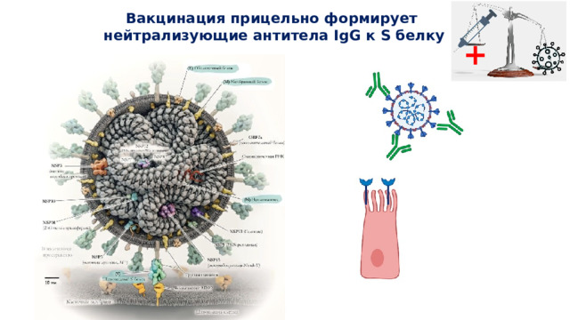 Вакцинация прицельно формирует нейтрализующие антитела IgG к S белку +