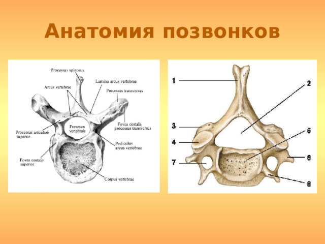 Анатомия позвонков