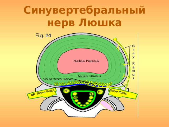 Синувертебральный нерв Люшка