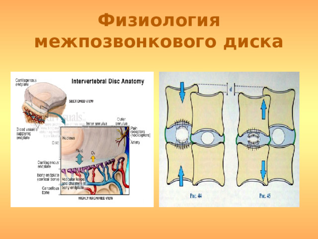 Физиология межпозвонкового диска