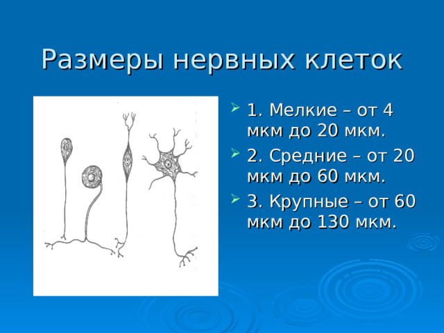 Размеры нервных клеток