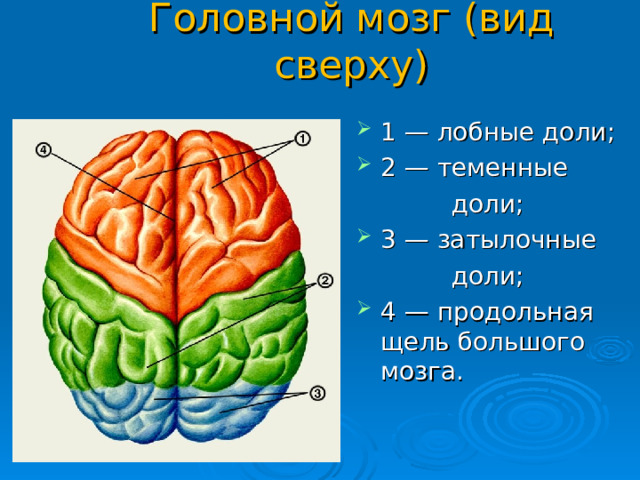 Головной мозг (вид сверху) 1 — лобные доли; 2 — теменные  доли; 3 — затылочные  доли;
