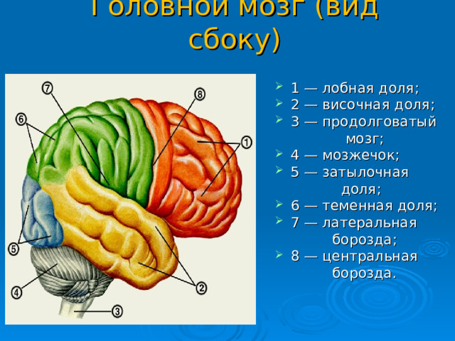 Головной мозг (вид сбоку) 1 — лобная доля; 2 — височная доля; 3 — продолговатый  мозг; 4 — мозжечок; 5 — затылочная  доля; 6 — теменная доля; 7 — латеральная  борозда; 8 — центральная  борозда.