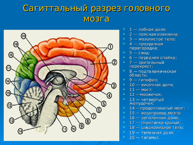 Сагиттальный разрез головного мозга
