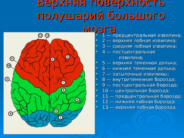 Верхняя поверхность полушарий большого мозга  1 — предцентральная извилина; 2 — верхняя лобная извилина; 3 — средняя лобная извилина; 4 — постцентральная  извилина;