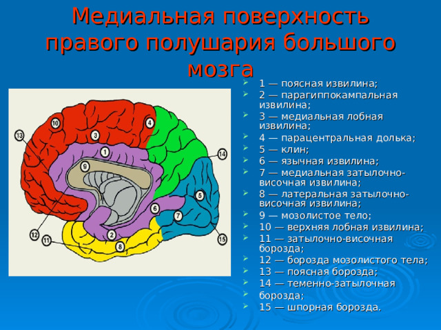 Медиальная поверхность правого полушария большого мозга