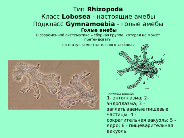 Тип  Rhizopoda  Класс Lobosea - настоящие амебы  Подкласс  Gymnamoebia - голые амебы   Голые амебы  В современной систематике – сборная группа, которая не может претендовать  на статус самостоятельного таксона . Amoeba proteus  1- эктоплазма; 2- эндоплазма; 3 - заглатываемые пищевые частицы; 4 - сократительная вакуоль; 5 - ядро; 6 - пищеварительная вакуоль.