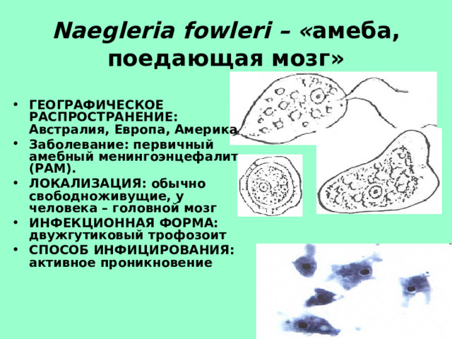 Naegleria fowleri – « амеба, поедающая мозг»