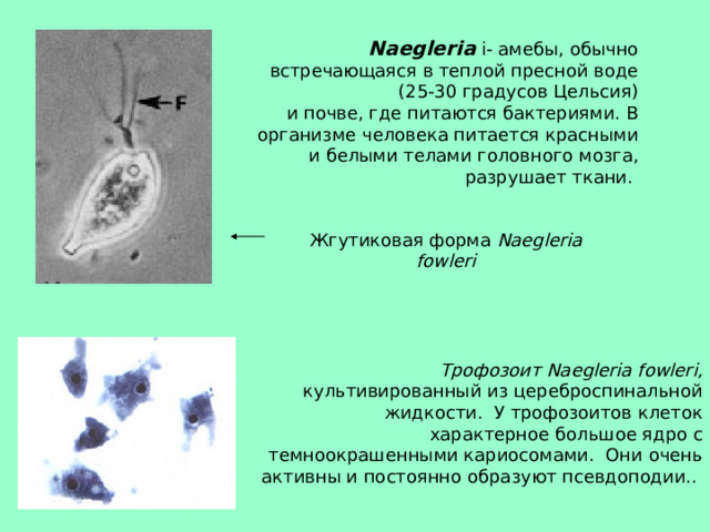 Naegleria  i - амебы, обычно встречающаяся в теплой пресной воде ( 25-30 градусов Цельсия) и почве, где питаются бактериями. В организме человека питается красными и белыми телами головного мозга, разрушает ткани. Жгутиковая форма  Naegleria fowleri Трофозоит Naegleria fowleri, культивированный из цереброспинальной жидкости.  У трофозоитов клеток характерное большое ядро с темноокрашенными кариосомами.  Они очень активны и постоянно образуют псевдоподии.. 