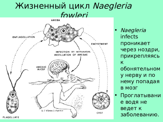 Жизненный цикл  Naegleria fowleri