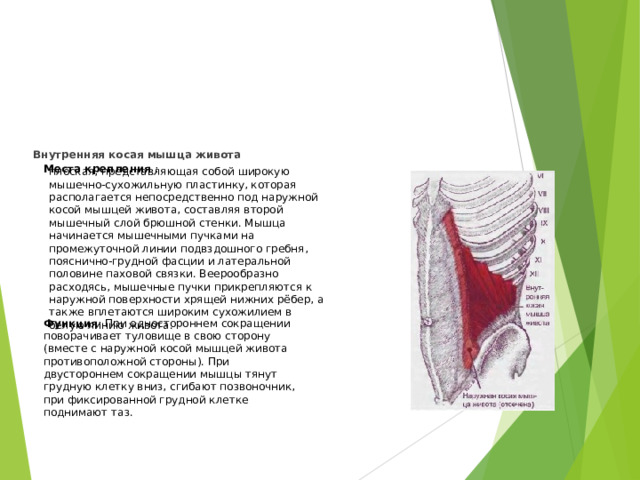 Внутренняя косая мышца живота  Места крепления : плоская, представляющая собой широкую мышечно-сухожильную пластинку, которая располагается непосредственно под наружной косой мышцей живота, составляя второй мышечный слой брюшной стенки. Мышца начинается мышечными пучками на промежуточной линии подвздошного гребня, пояснично-грудной фасции и латеральной половине паховой связки. Веерообразно расходясь, мышечные пучки прикрепляются к наружной поверхности хрящей нижних рёбер, а также вплетаются широким сухожилием в белую линию живота. Функция : При одностороннем сокращении поворачивает туловище в свою сторону (вместе с наружной косой мышцей живота противоположной стороны). При двустороннем сокращении мышцы тянут грудную клетку вниз, сгибают позвоночник, при фиксированной грудной клетке поднимают таз.