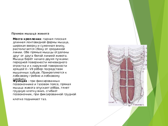 Прямая мышца живота Места крепления : парная плоская длинная лентовидной формы мышца, широкая вверху и суженная внизу, располагается сбоку от срединной линии. Обе прямые мышцы отделены друг от друга белой линией живота. Мышца берёт начало двумя пучками: передней поверхности мечевидного отростка и к наружной поверхности хрящей V—VII рёбер посредством мышечных зубцов. Прикрепляется к лобковому гребню и лобковому симфизу. Функция : при фиксированных позвоночнике и тазовом поясе, прямая мышца живота опускает рёбра, тянет грудную клетку вниз, сгибает позвоночник, при фиксированной грудной клетке поднимает таз.