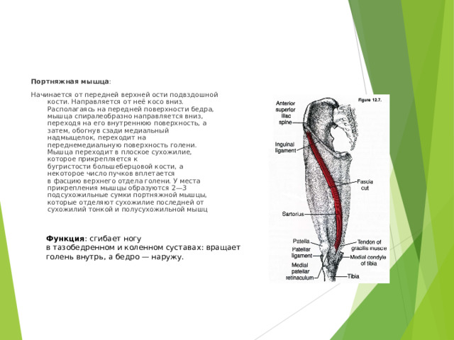 Портняжная мышца : Начинается от передней верхней ости подвздошной кости. Направляется от неё косо вниз. Располагаясь на передней поверхности бедра, мышца спиралеобразно направляется вниз, переходя на его внутреннюю поверхность, а затем, обогнув сзади медиальный надмыщелок, переходит на переднемедиальную поверхность голени. Мышца переходит в плоское сухожилие, которое прикрепляется к бугристости большеберцовой кости, а некоторое число пучков вплетается в фасцию верхнего отдела голени. У места прикрепления мышцы образуются 2—3 подсухожильные сумки портняжной мышцы, которые отделяют сухожилие последней от сухожилий тонкой и полусухожильной мышц Функция : сгибает ногу в тазобедренном и коленном суставах: вращает голень внутрь, а бедро — наружу.