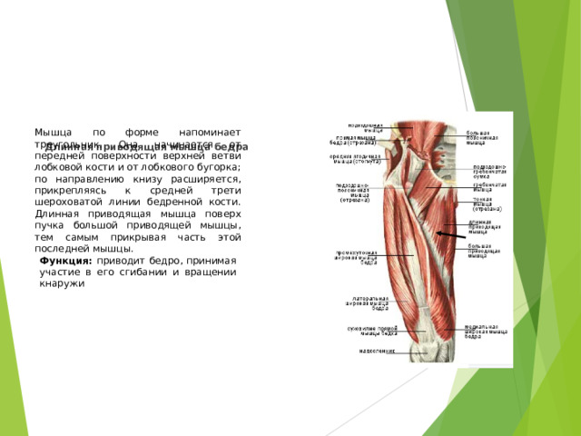 Мышца по форме напоминает треугольник. Она начинается от передней поверхности верхней ветви лобковой кости и от лобкового бугорка; по направлению книзу расширяется, прикрепляясь к средней трети шероховатой линии бедренной кости. Длинная приводящая мышца поверх пучка большой приводящей мышцы, тем самым прикрывая часть этой последней мышцы. Длинная приводящая мышца бедра  Функция: приводит бедро, принимая участие в его сгибании и вращении кнаружи
