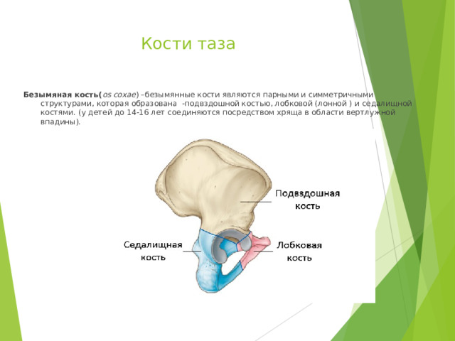 Кости таза Безымяная кость( os coxae ) –безымянные кости являются парными и симметричными структурами, которая образована -подвздошной костью, лобковой (лонной ) и седалищной костями. (у детей до 14-16 лет соединяются посредством хряща в области вертлужной впадины).